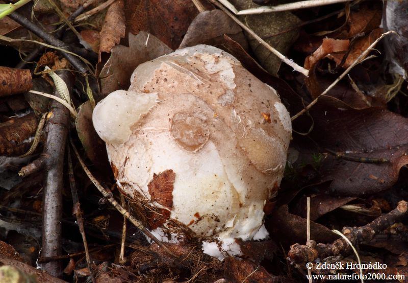 Devils claw fungus, Clathrus archeri, Phallaceae (Mushrooms, Fungi)